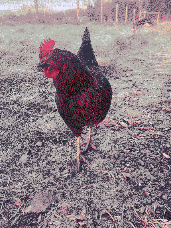 Bennie the chicken striking a pose