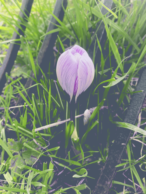 Crocuses
