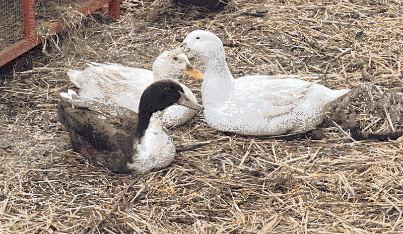 Sleepy ducks