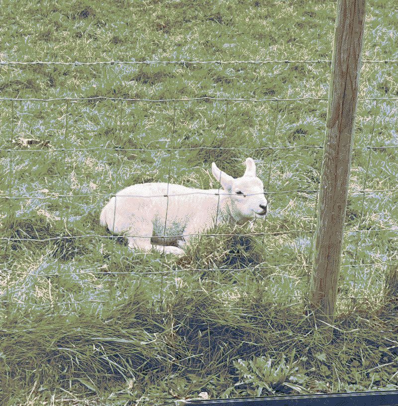 lamb